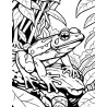 Coloriage animaux sauvages Grenouille