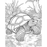 Coloriage animaux sauvages Tortue Galapagos
