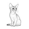 Coloriage CHATS abyssin