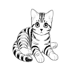 Coloriage CHATS american short hair américain poil court