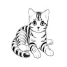 Coloriage CHATS american short hair américain poil court