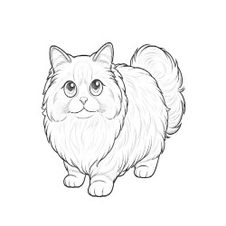 Coloriage CHATS ragdoll