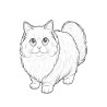 Coloriage CHATS ragdoll