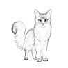 Coloriage CHATS somali