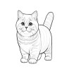 Coloriage CHATS british poil court